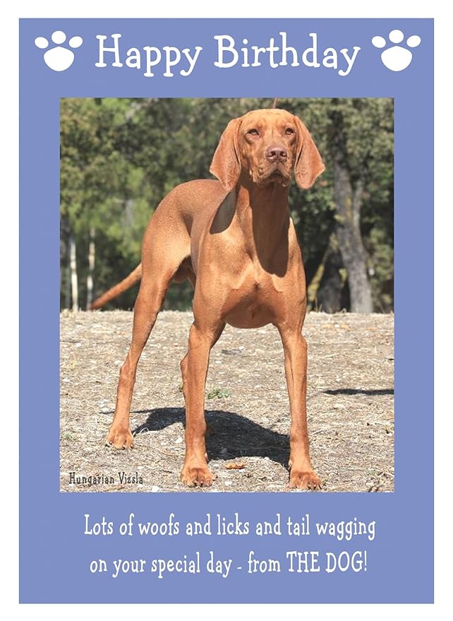 Hungarian Vizsla, Dog Birthday Card Amazon.co.uk Office Products