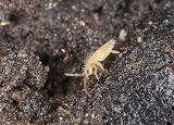 livefoods4u Live Springtails for Terrariums 1 Tub Bioactive Clean Up Crew view 4