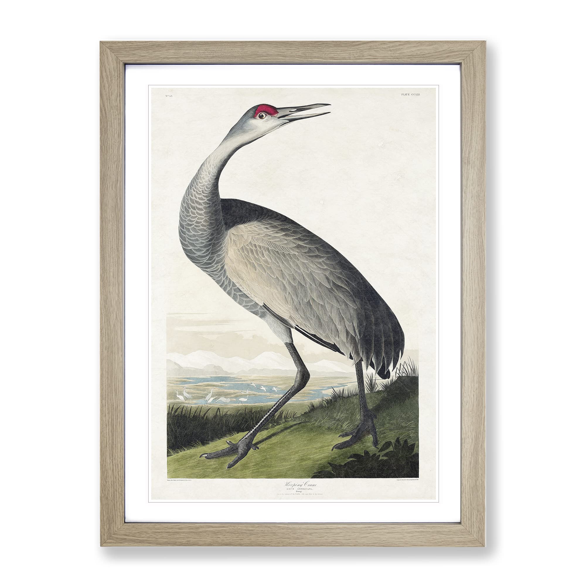 Hooping Crane By John James Audubon Vintage Framed Wall Art Print, Ready to Hang Picture for Living Room Bedroom Home Office Décor, Oak A4 (34 x 25 cm)