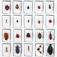 20 Pcs Insect in Resin Bug Preserved Specimen Collection Paperweights Resin Insects Various Insect Specimen for Office Men Women Biology Science Teacher Education Bug Collection Supplies (Insect)
