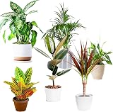 All Occasions Indoor Plants Mix of 6 in 12cm Pots Real Houseplants view 2