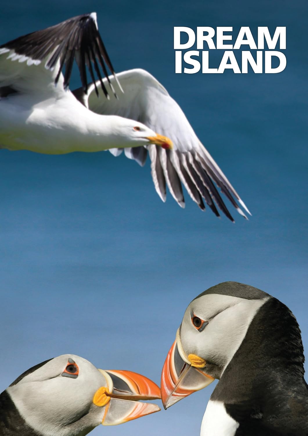 Amazon Com Dream Island Ronald Lockley Movies Tv