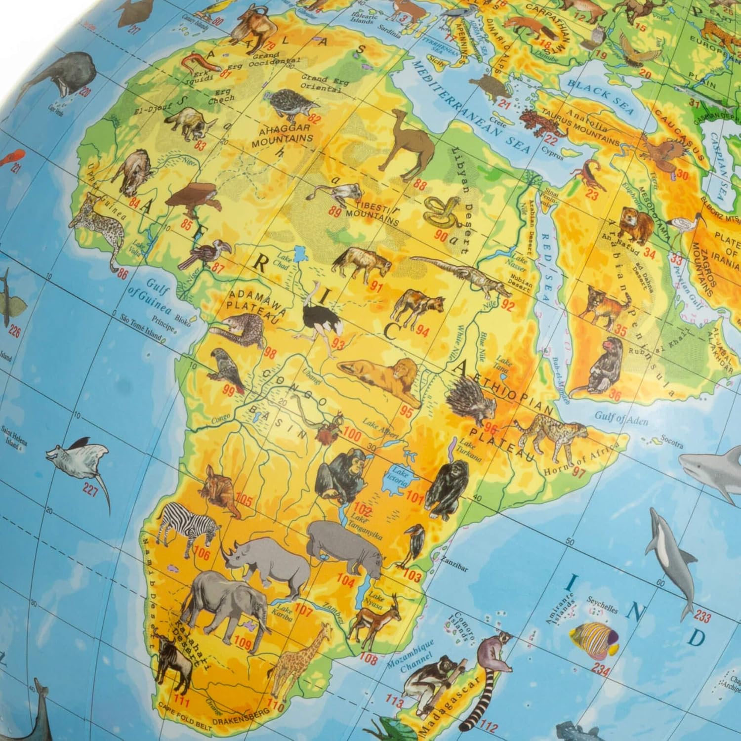 Animals 22cm Globe - Young Kids Globes, Ocean Blue, Green - Image 5