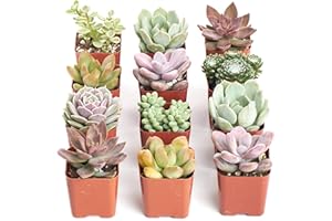 Shop Succulents Mini Succulent Plant Pack Collection - Live 2" Succulent Plants, Low Maintenance, Beautiful Colors & Textures