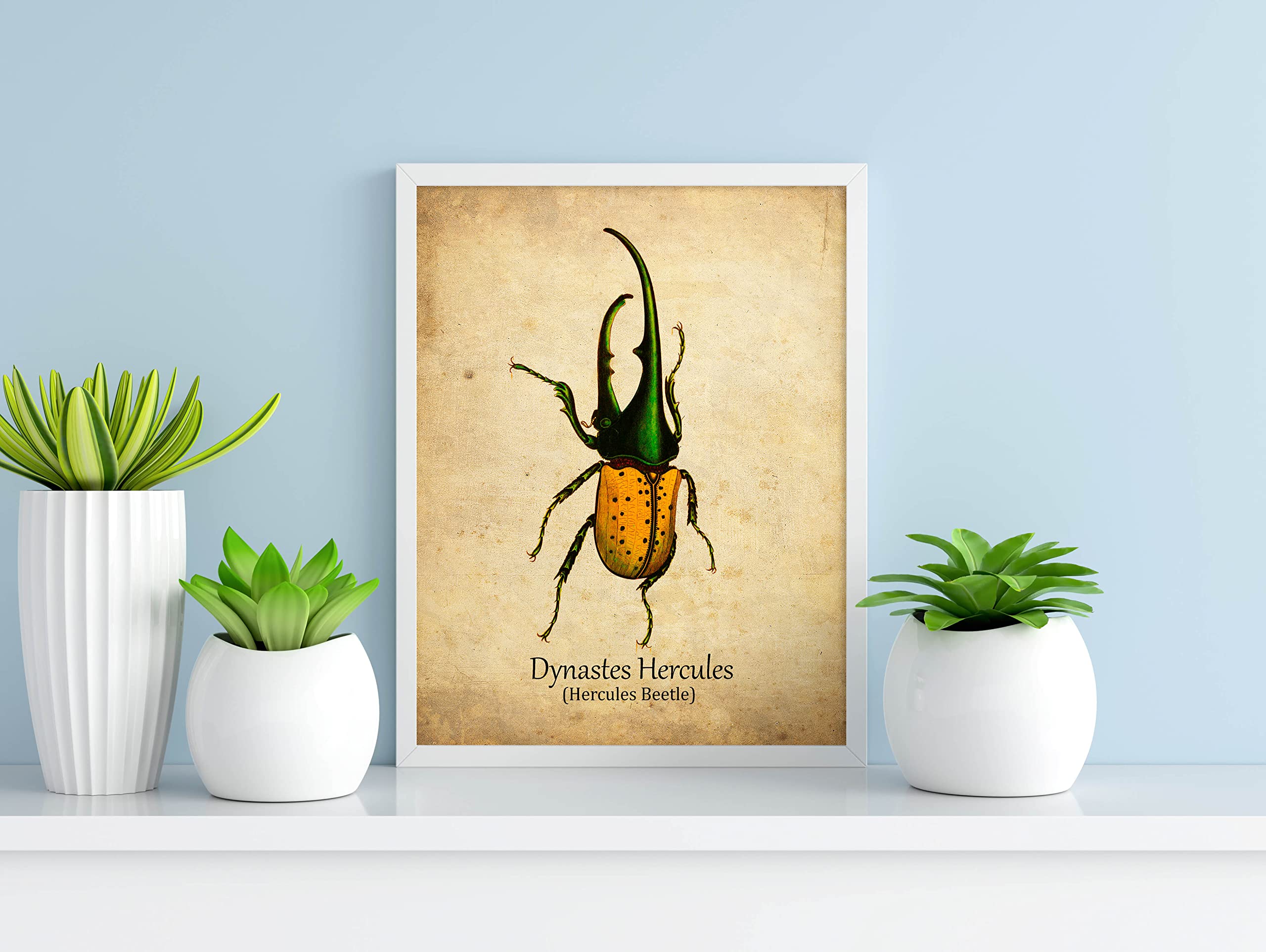 Mua Male Hercules Beetle Vintage Print Insect Wall Decor Dynastes ...
