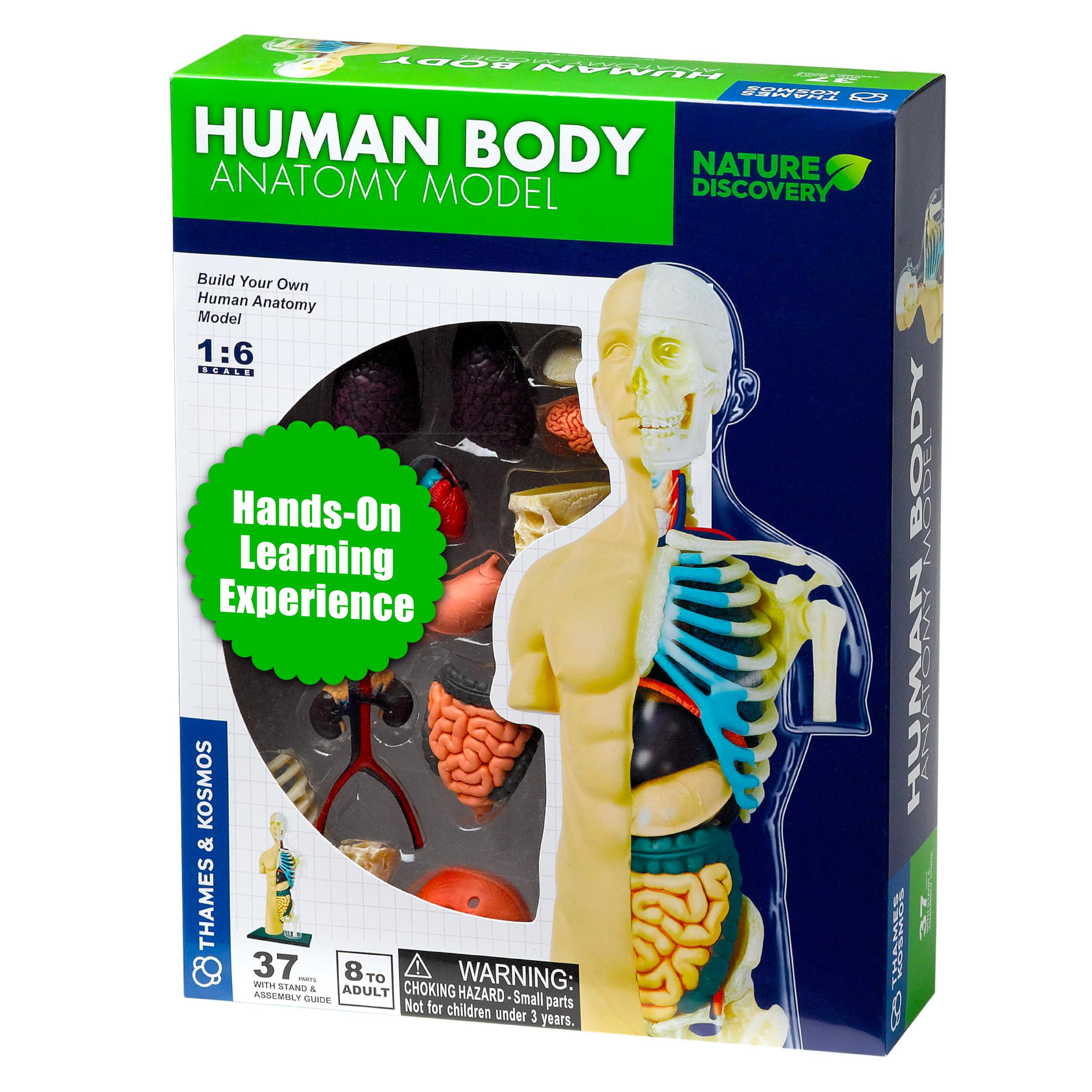 Thames & Kosmos Human Body Anatomy Model | 37 Parts with Stand & Guide Book | Build Your Own Human Body Kit | Nature Discovery | STEM Learning Toy | Ages 8+ | Multicolor — image 1