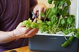 Click and Grow Basil Plant Pods 3-pack Smart Garden Brand New view 4