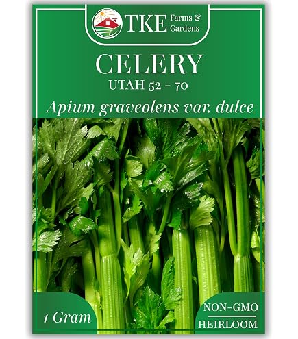 Amazon.com : Celery Seeds for Planting. Non GMO Garden Seed for  Microgreen.Vegetable Seed for Planting Home Garden-Celery Heirloom Seeds/.  Chinese Celery Plant Seed - Lt. Green, 1g : Patio, Lawn & Garden