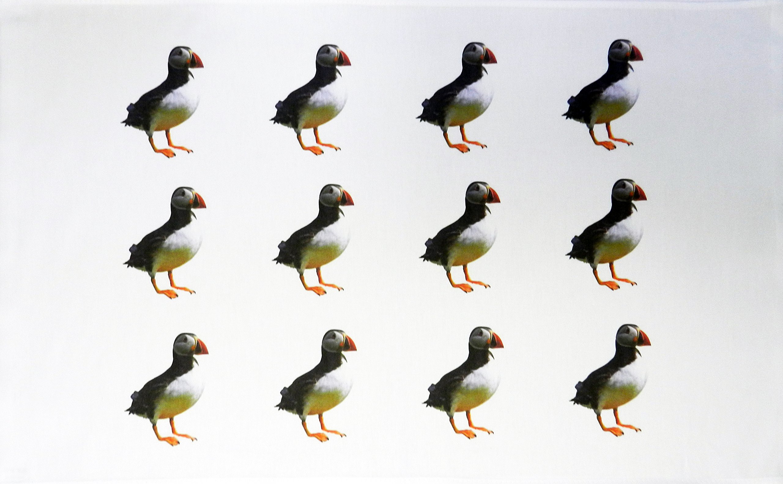 Half a Donkey The Puffins Large Cotton Tea Towel