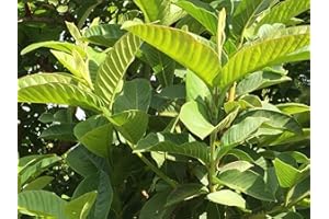 GENERIC 75x S California Organic Garden Guava Leaves Fresh Green Cut Nature