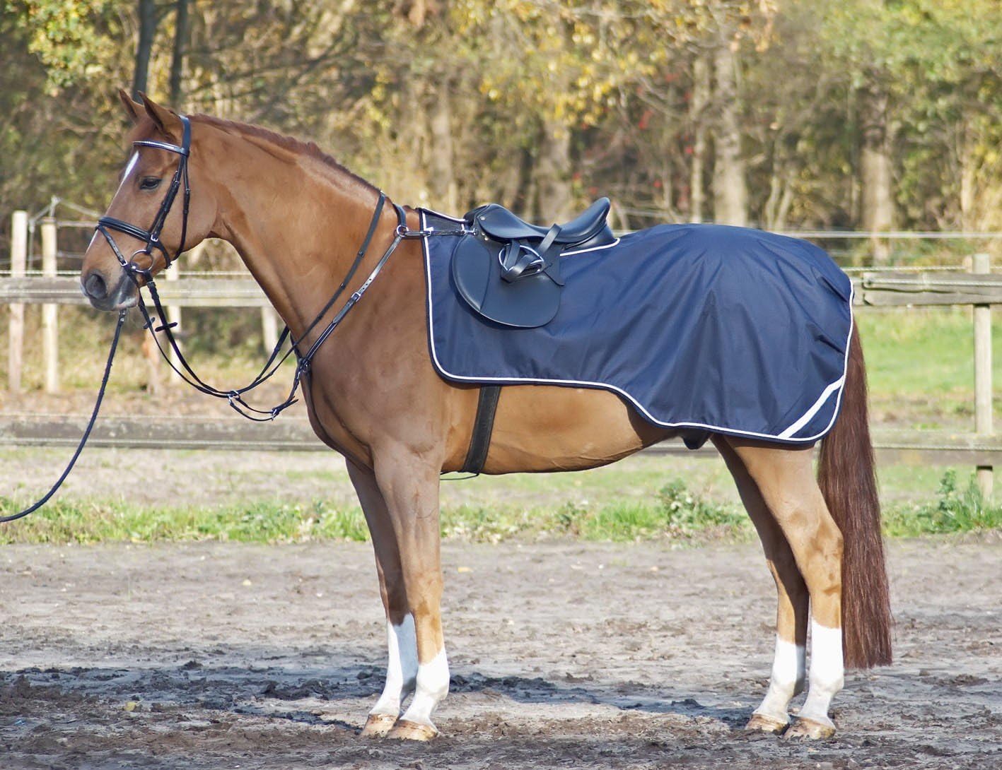 Как называется одевают на лошадь. Конская упряжь седло хомут сбруя. Как называется одевают на лошадь. Мартингал (конская упряжь). Снаряжение для лошади название.