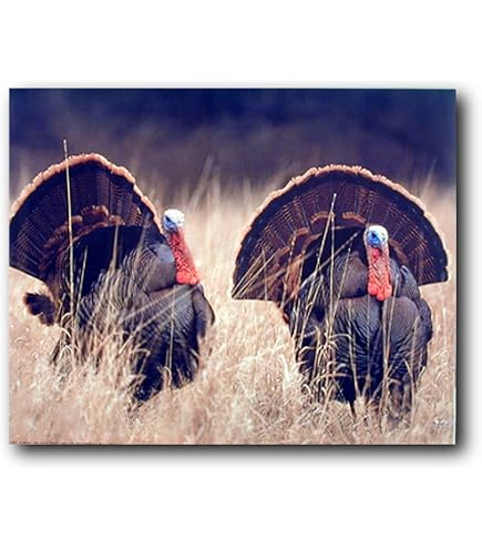 Amazon.com: Spring Turkeys by Taylor Oughton 11x15 Turkey Framed