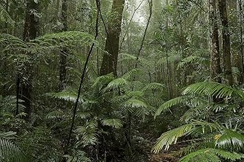 Rain Forest Mist Wallpaper Wall Mural Self Adhesive Multiple Sizes National Geographic Image From Magic Murals Wall Decor Stickers Amazon Com