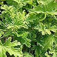Amazon.com : 1000+ Citronella Plant Seeds for Planting Outdoors - Fresh ...