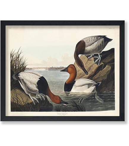 Amazon.com: ArtDirect Peacock (1925-1936) 8x9 UnFramed Museum Art