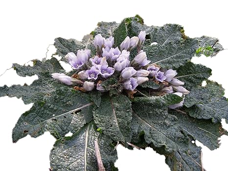 Gemeine Alraune 5 Samen (Mandragora officinarum)