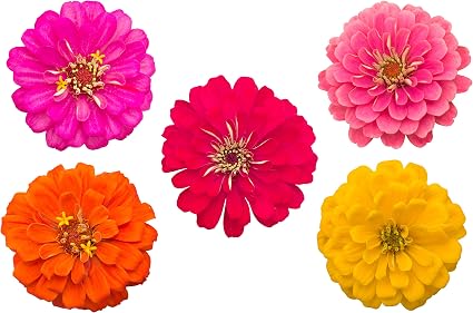 Amazon Com Zinnia Flower Seeds Mixed Bulk Packet For Planting Cut And Come Again Flowers Garden Outdoor