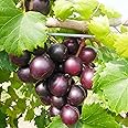 Muscadine Grape Seeds Climbing Vine Perennial Fargrant Flavor Fast Growing Tasty Long-Lived Juice Rich in Vitamins Sweet Arbors Pergolas Trellises Outdoor 20Pcs Fruit Seeds by YEGAOL Garden