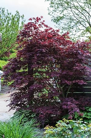 Dehner Roter Fächer-Ahorn'Atropurpureum', gezackte Blätter, ca. 50-60 cm, Zierstrauch  
