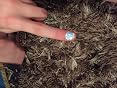 NPW DIY Nagelaufkleber – 100 Stück, Beflockt & Duftend | Mit Lola Lama Design Für Kreative Nail-Art