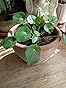 Pilea Peperomioides - Lefse Plant - Chinesise Money Tree - Belly Button Plant in a 11cm pot