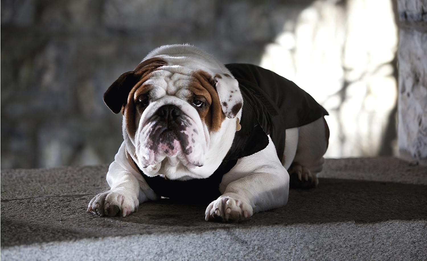 CROCI Padded Jacket Specific Fitting for French Bulldog English Bulldog and Carlino for Dogs 36 cm, black - Image 4