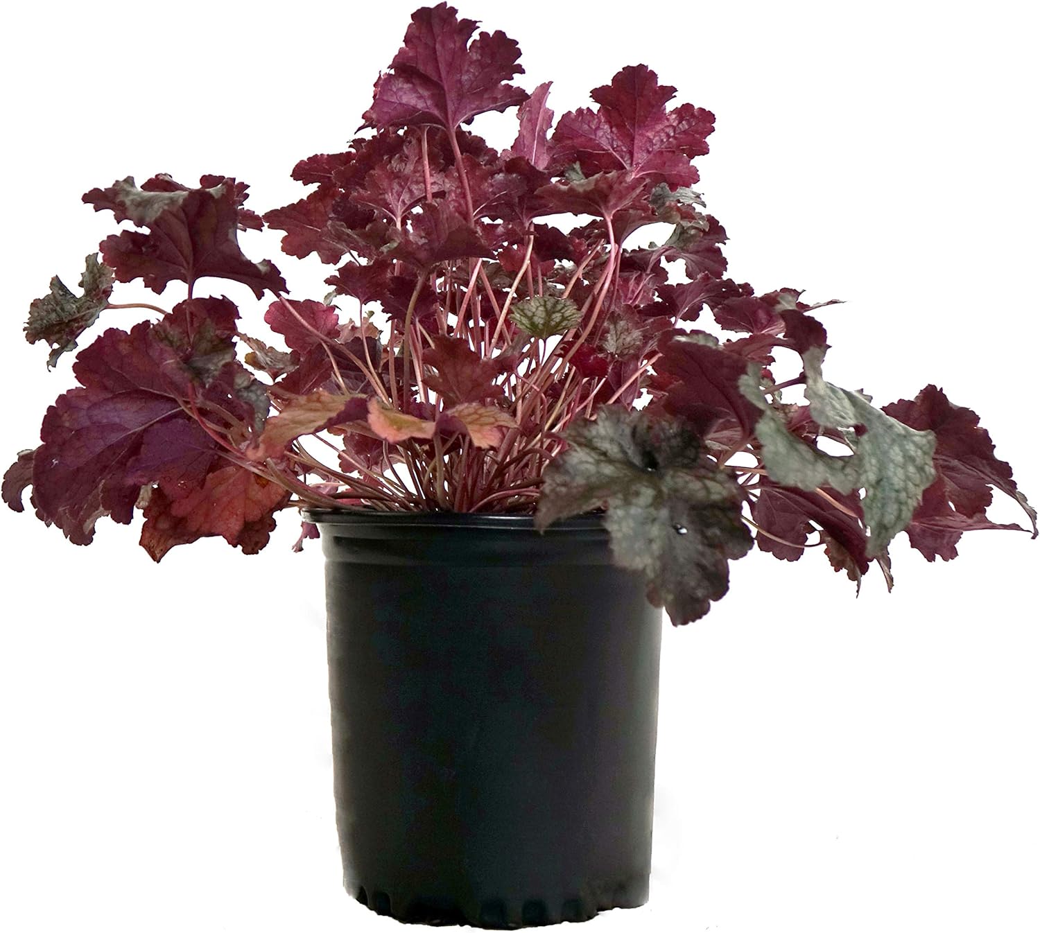 Heuchera 'Plum Pudding' (Coral Bells) Perennial, purple & silver foliage, 1 Size Heuchera 'Plum Pudding' (Coral Bells) Perennial, purple & silver foliage, 1 Size