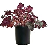 Heuchera 'Plum Pudding' (Coral Bells) Perennial, purple &amp; silver foliage, 1 - Size Container