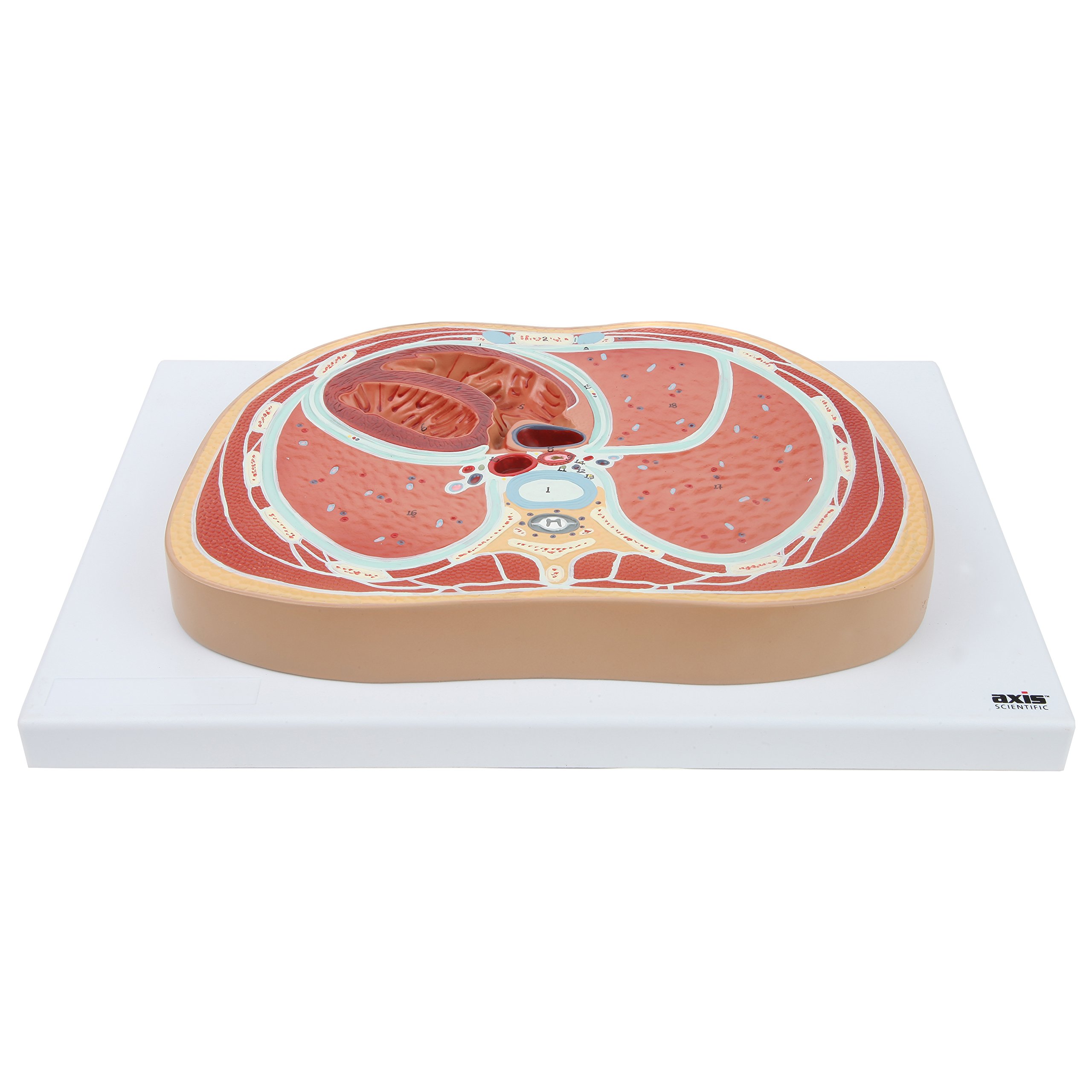 Axis Scientific Anatomy Model of Abdominal Cross Section at T6 | Offers View of Thorax at T6 Vertebrae | Depicts Vital Organs and Systems | Comes on Base | Includes Product Manual