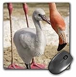 3D Rose"Caribbean Flamingos Tropical Bird