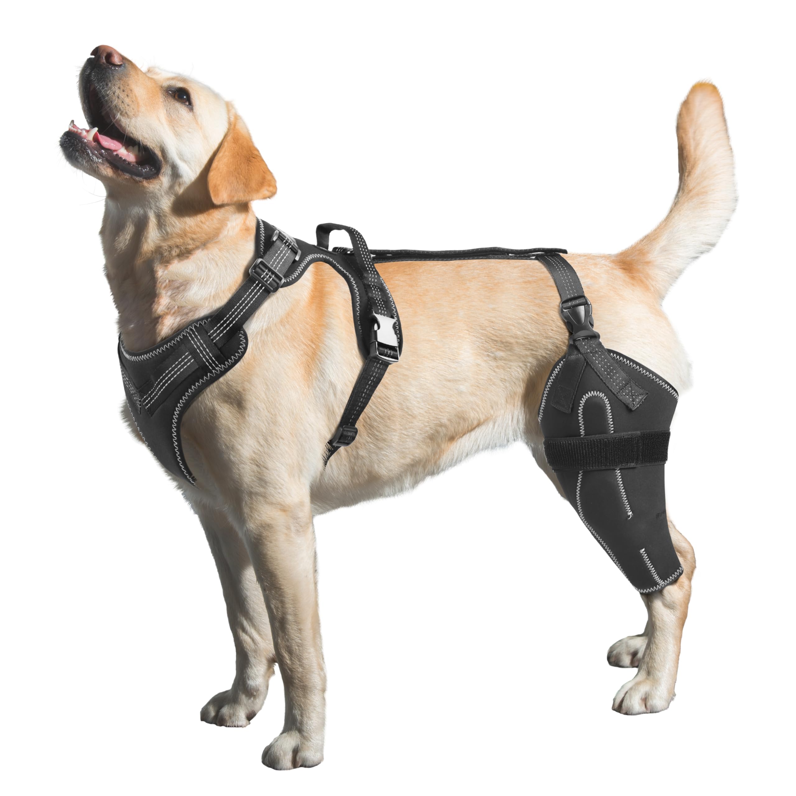 Photo 1 of LISPOO Dog Knee Brace for Torn ACL/CCL Hind Leg,Adjustable Support with Sufficient Wrapping and Support & Luxating Patella,Non-Slip Joint Brace,Pain Relief & Better Recovery-Left Leg/XL