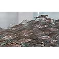 Anderson Minnow Farm Golden Shiner Minnows - Live Bait - 1 Piece - Various Sizes (#6, #12, #20, #4, Brooder) - Fishing/Fish