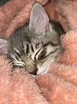 Pet Wiz Soft Fluffy Fleece Blanket Pink 60 x 80cm Small view 8
