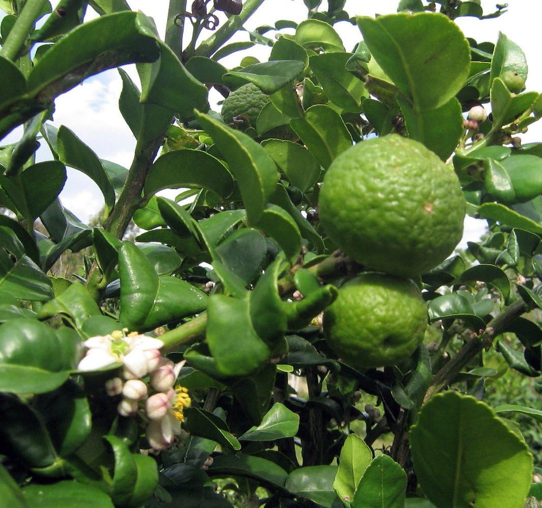 Kaffir Lime Tree For Sale