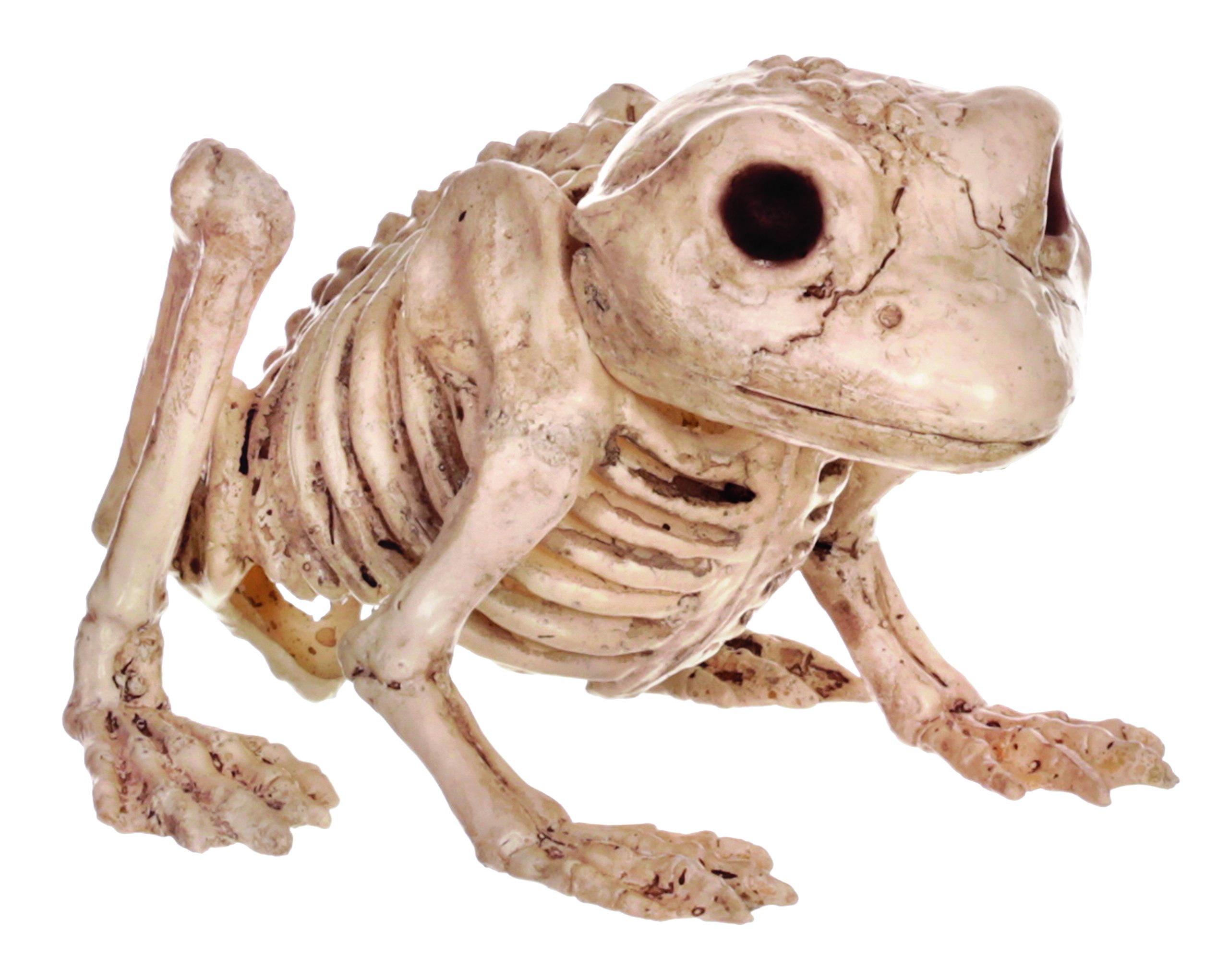 Crazy Bonez Skeleton Frog | Desertcart Seychelles, image size:2560x2042