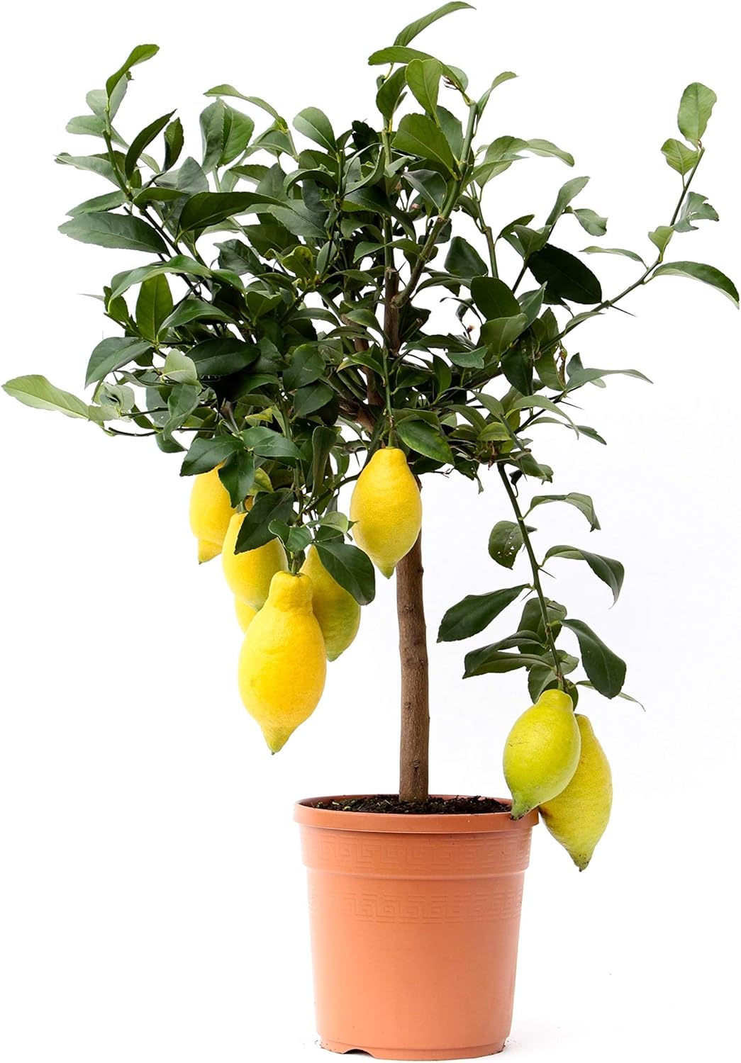 Lemon Tree Indoor Plant houseplant Height 65cm Pot 19cm Living
