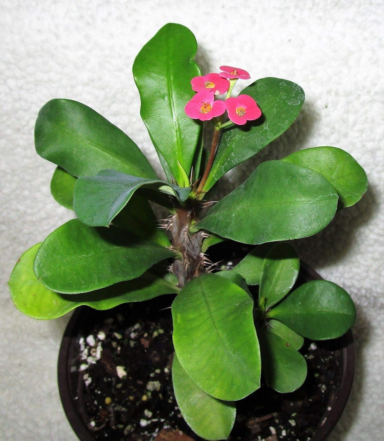 Amazon Co Jp ハナキリン いばらのミニ赤みがかった ピンク開花クラウン 花はミニ ラウンドと赤みがかったピンクです あなたは上記の写真でシードを受け取ることになります ホーム キッチン