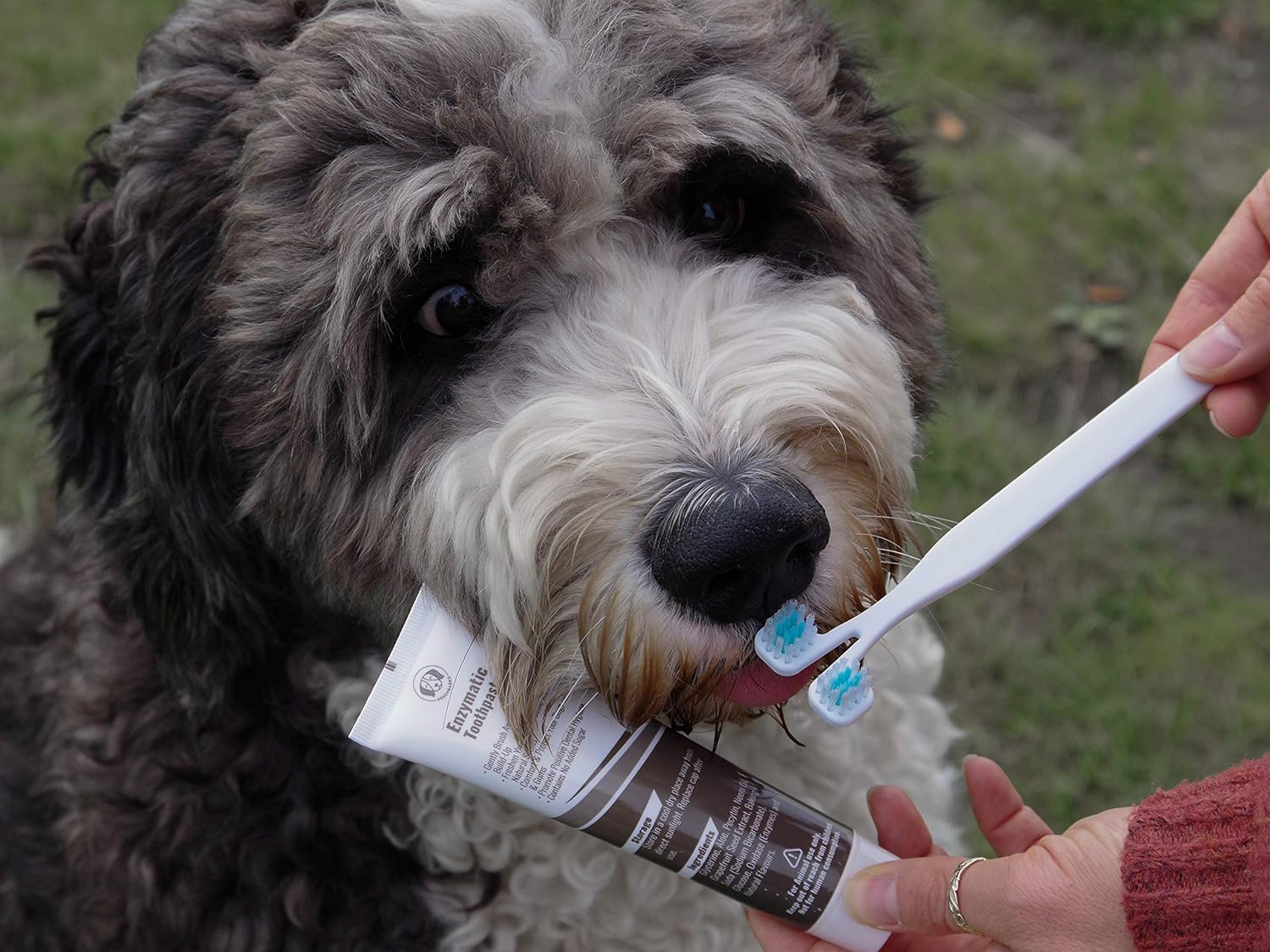Freshbarks Dog Dental Kit | Two Tubes of The Best Enzymatic Dog Toothpaste and One Specially Designed Double Headed Dog Toothbrush | Clean Away Tartar and Plaque and Prevent Dental Infections: Health & Personal Care