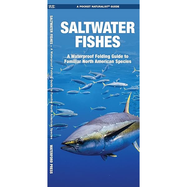 First Field Guide to Australian Fish: Allan Fox, Steve Parish