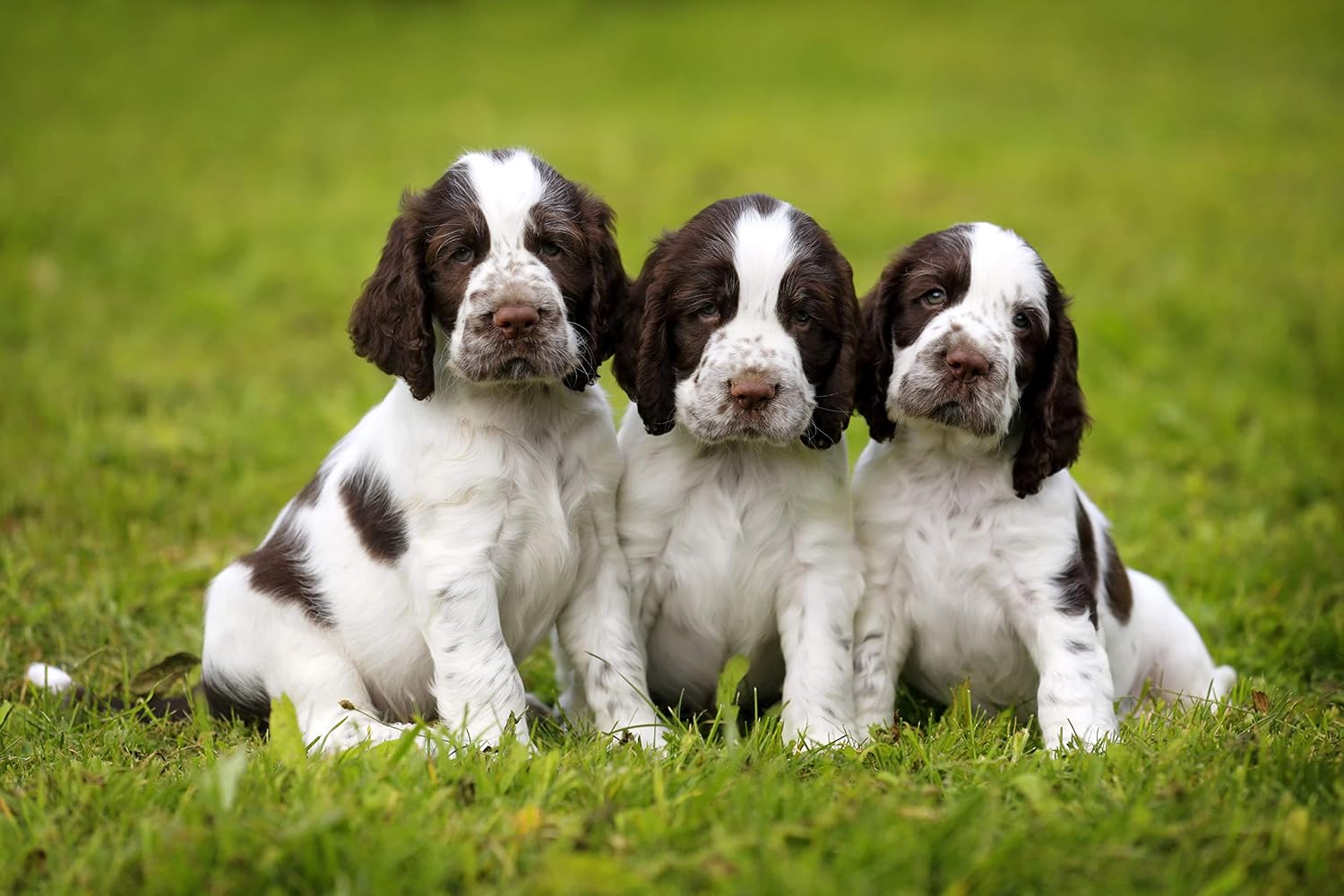 Skinner's Field & Trial Puppy Lamb & Rice - Complete Dry Food, Hypoallergenic, Supports Gut Health, Ideal for Larger Breeds 15kg - Image 4