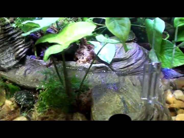 TetraFauna Viqaquarium, AllInOne Terrarium And aquarium, Ideal For