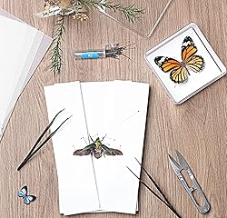 Making Insect Specimen Tools Kit, Insect