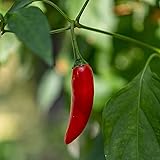 Pepper Seeds - Hot - Birdseye Chili -1 g Packet