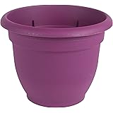 Bloem Ariana Self Watering Planter, 10", Passion Fruit (AP1029)
