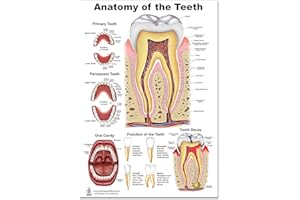 BLUE TREE PUBLISHING Teeth P Poster, tooth education and anatomy, size 12Wx17T
