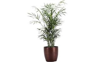 Thorsen's Greenhouse Parlor Palm Plant, Live Indoor Plant, Neanthe Bella Palm, 4" Diameter Pot, Classic Pot Cover (Copper)