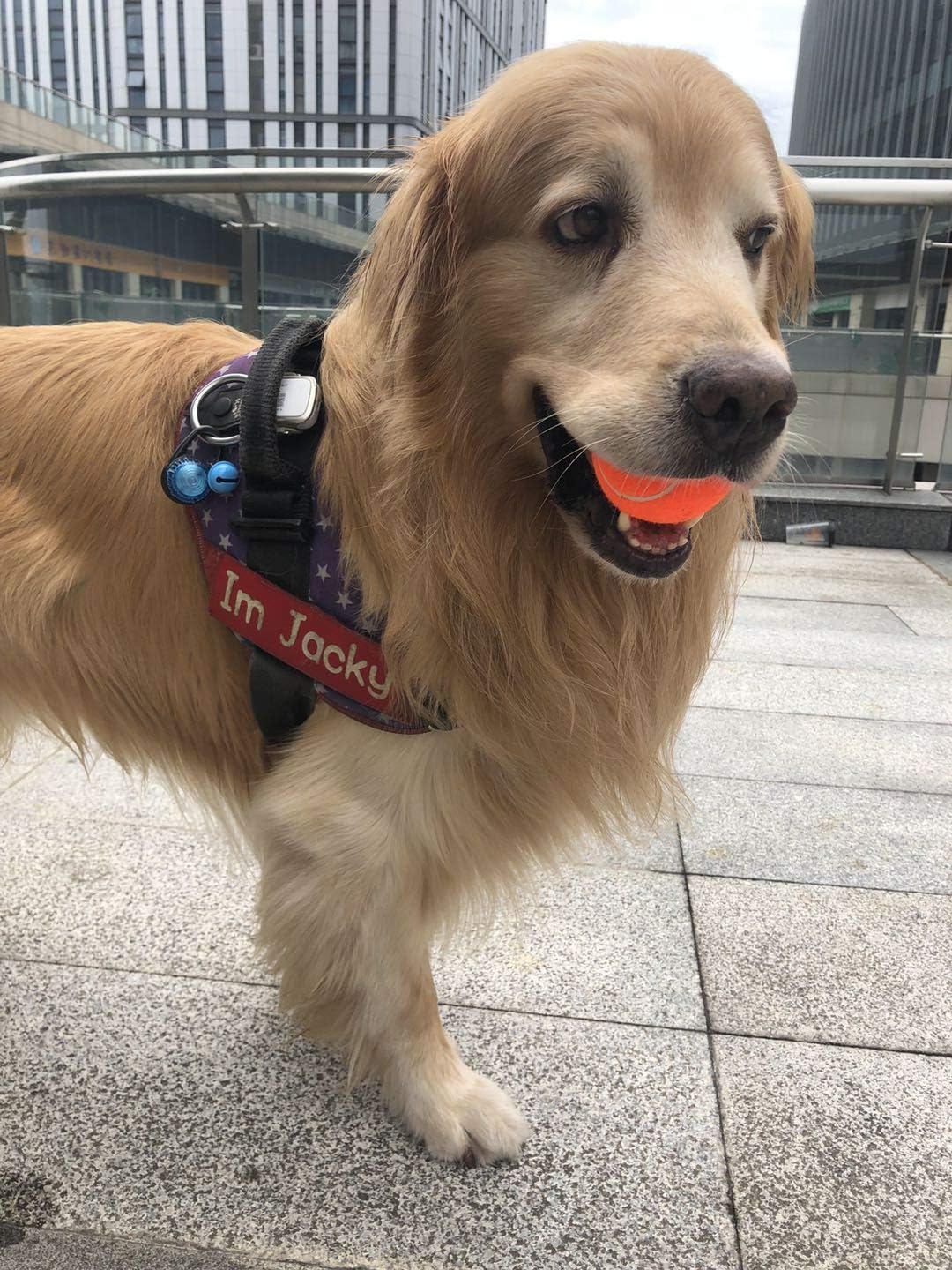 Tennis Balls for Dogs Toy 2.5" Size 12 Balls Pack of Blue, Green, Red, Yellow Colours for Puppy, Small, Medium Dogs, Designed for Dog Floating, Water-Hunting, Fetch, Fun Playing, mid-air catching : Kitchen & Dining