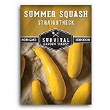 Straightneck Summer Squash Seeds for Planting