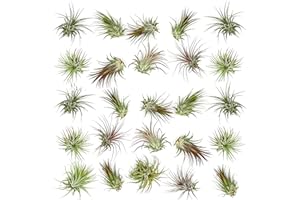 ragnaroc Air Plants Bulk - Tillandsia Ionantha Wholesale Pack, Regular 1-3" - 25ct - Live Arrival Guaranteed - House Plants for Home Decor & Gift