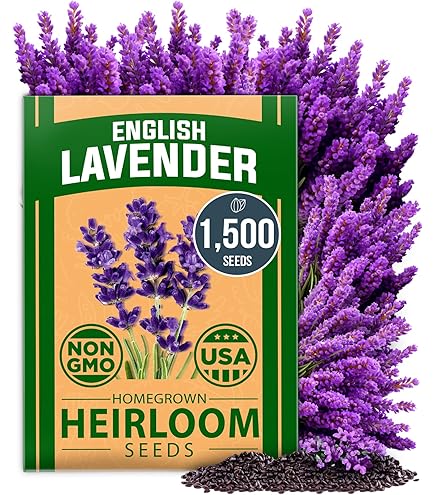 Amazon.com : Arterner Caraway Culinary Spice Herb Premium